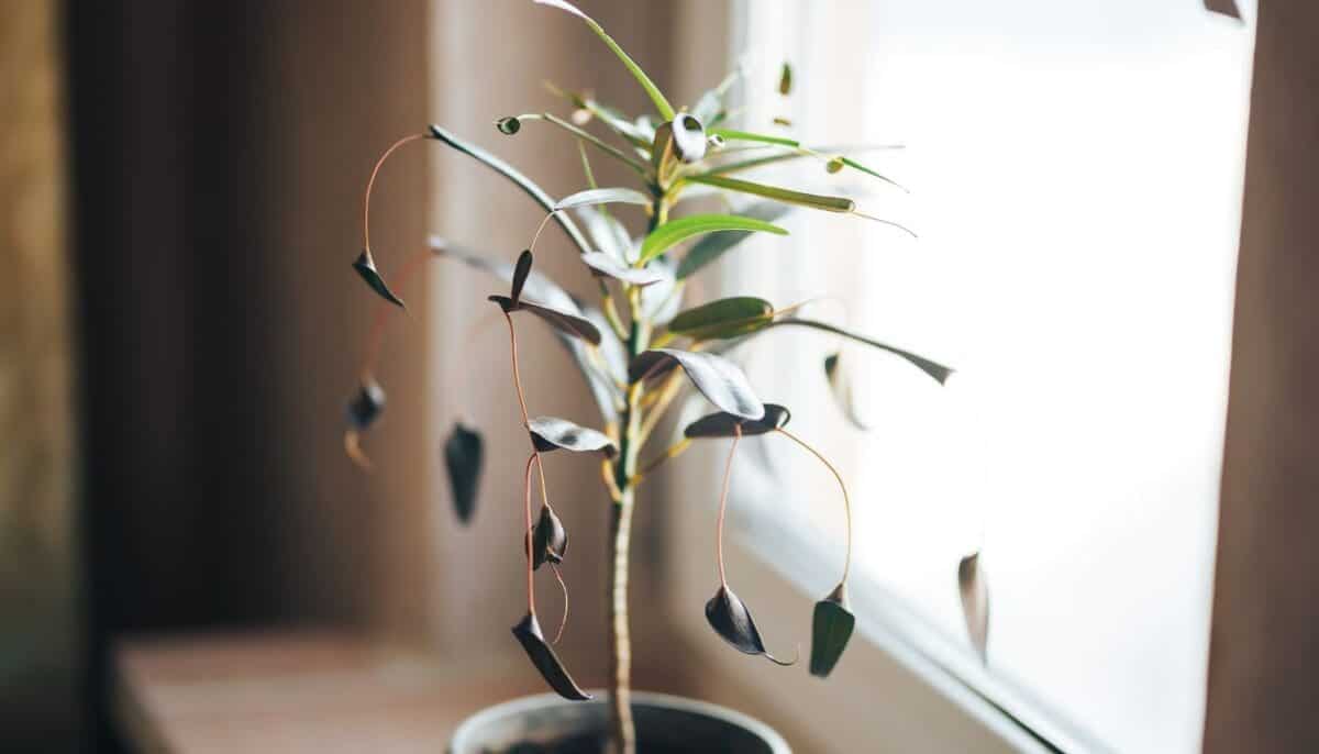 8 Reasons Why Your Croton Is Wilting(+Easy Fix) » Simplify Plants