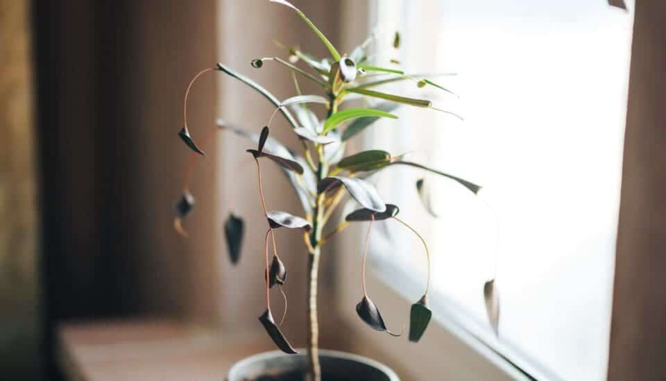 8 Reasons Why Your Croton Is Wilting(+Easy Fix) » Simplify Plants