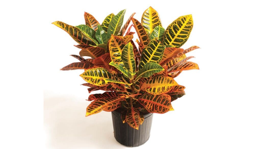 CrotonCodiaeum variegatum growing in a pot