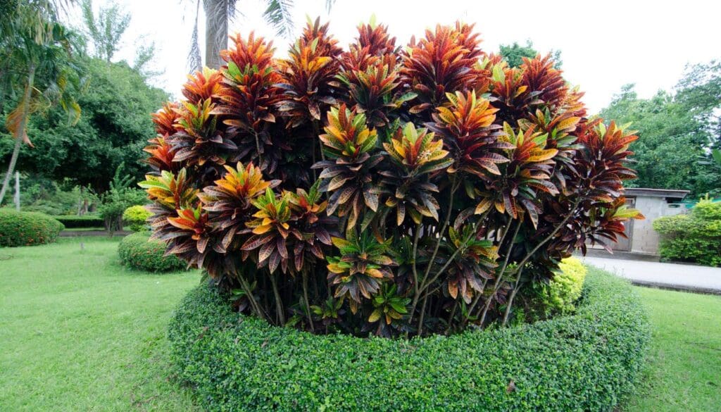 CrotonCodiaeum variegatum growing outdoors