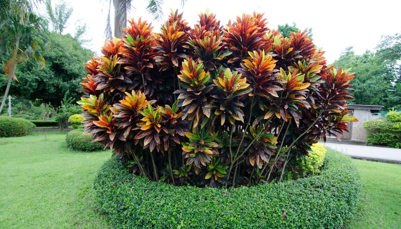 Can Croton Grow Outside? (Requirements & Care Difference) » Simplify Plants