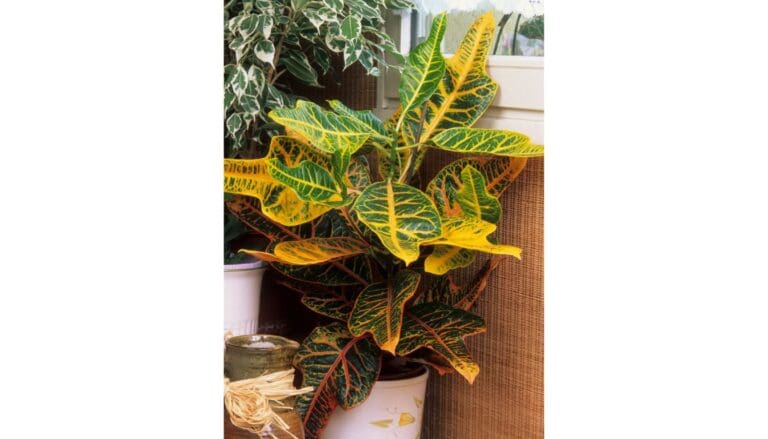 Can Crotons Survive Winter? (Common Problems+Care Guide)