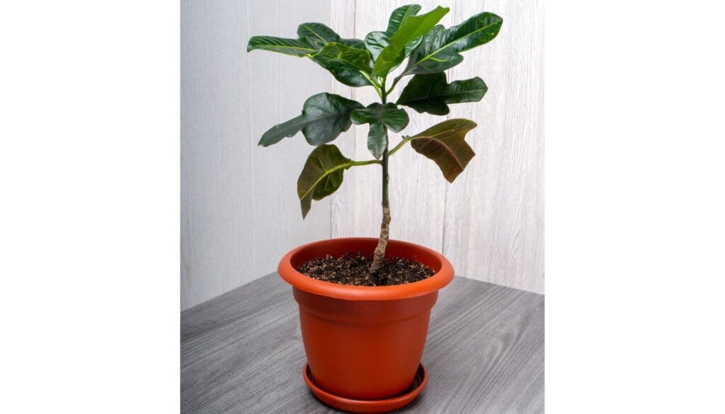 CrotonCodiaeum variegatum losing variegation