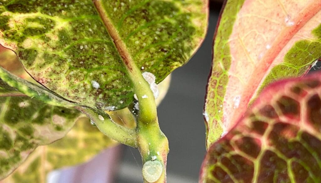 CrotonCodiaeum variegatum mealybug