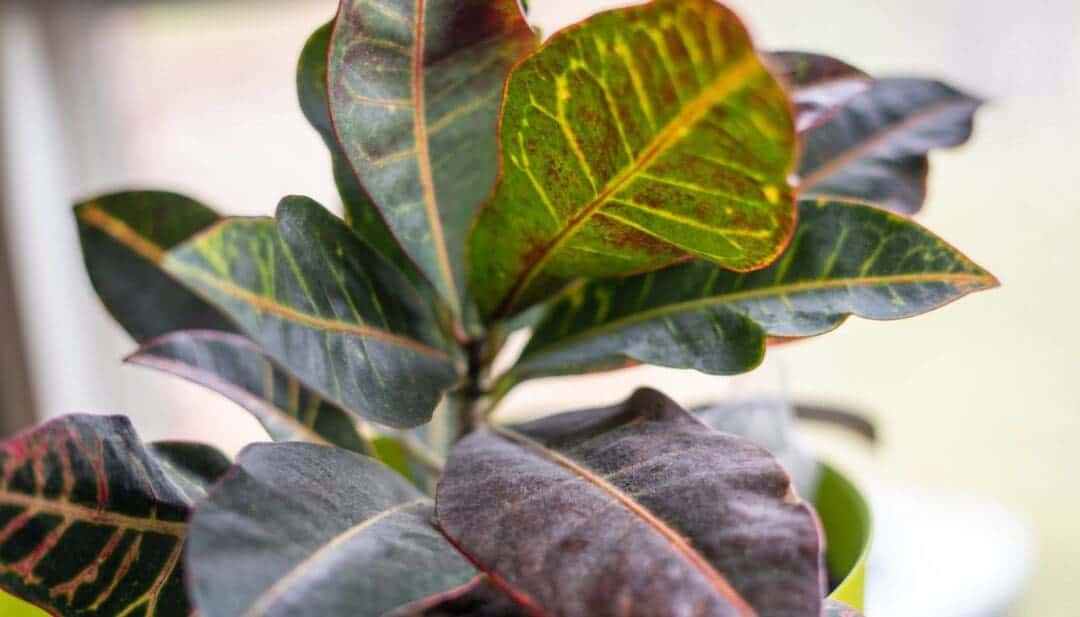 9 Reasons Why Your Croton Plant Is Not Growing » Simplify Plants
