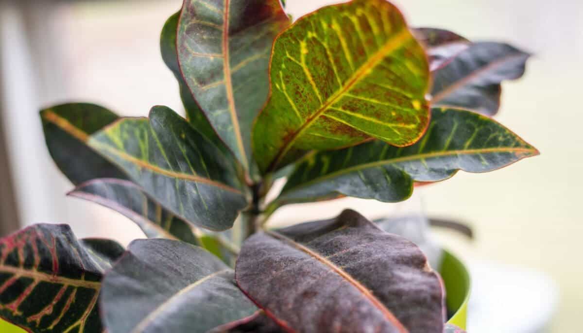 9 Reasons Why Your Croton Plant Is Not Growing » Simplify Plants