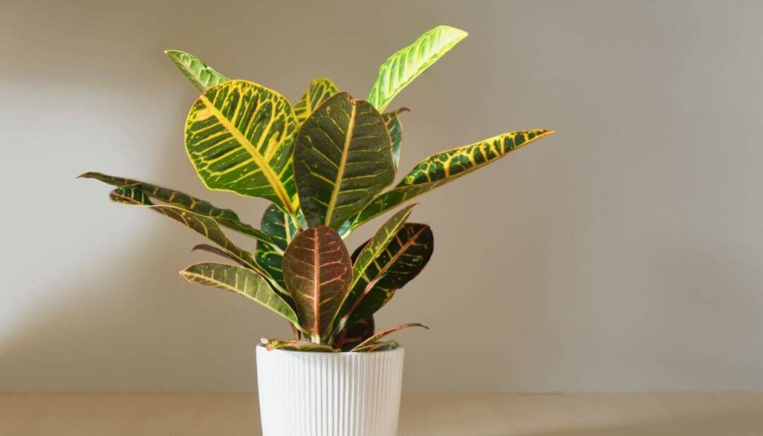 8 Reasons Why Your Croton Is Wilting(+Easy Fix) » Simplify Plants