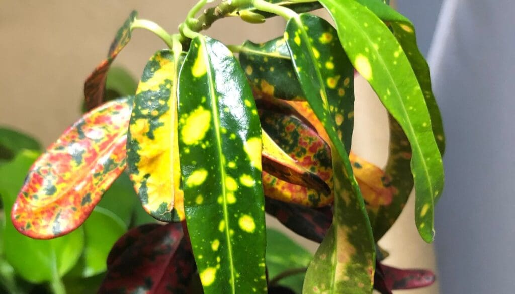 CrotonCodiaeum variegatum plant drooping
