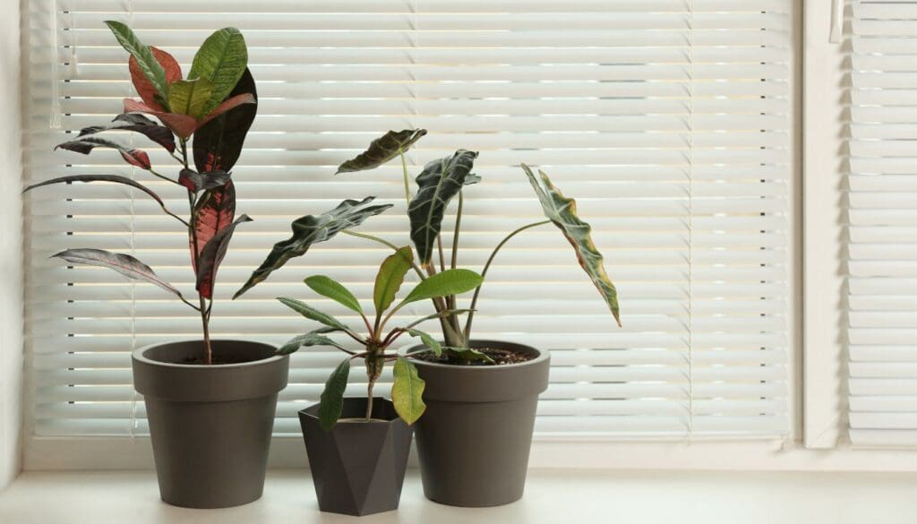 CrotonCodiaeum variegatum plant kept in low light