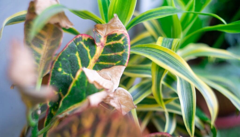 CrotonCodiaeum variegatum plant leaves turning brown