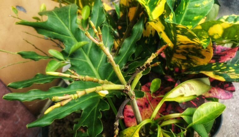 How To Prune Croton Plant? (When+Step-by-Step Guide)