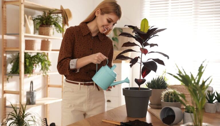 How To Save Overwatered Croton Plant? (Signs, Problems & Solution)