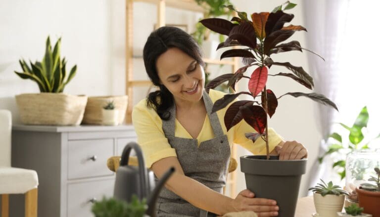 Root Rot In Croton: Signs, Causes & Fix