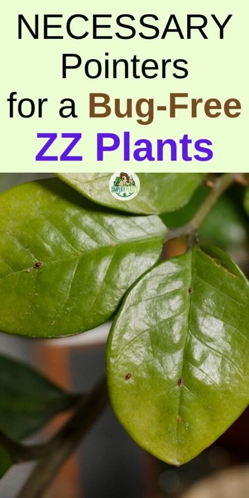 Do ZZ Plants Get Bugs Common bugsHow To Get Rid Simplify Plants