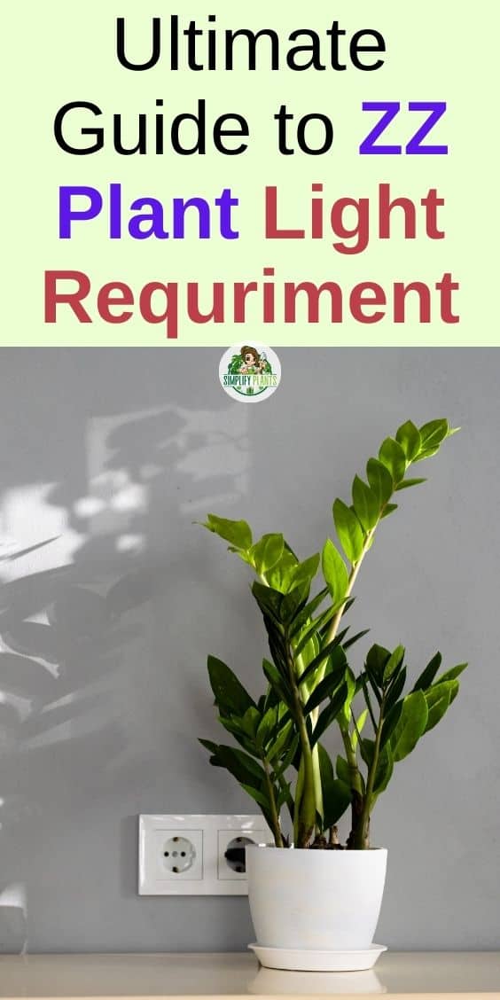 ZZ Plants Light Requirement Low Light, Bright Light, Direct Sun Or NO