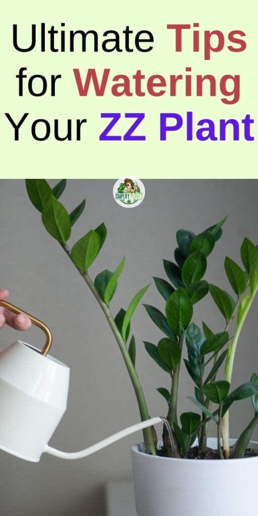 How Often Do You Water A ZZ Plant Watering RequirementsTips Simplify Plants
