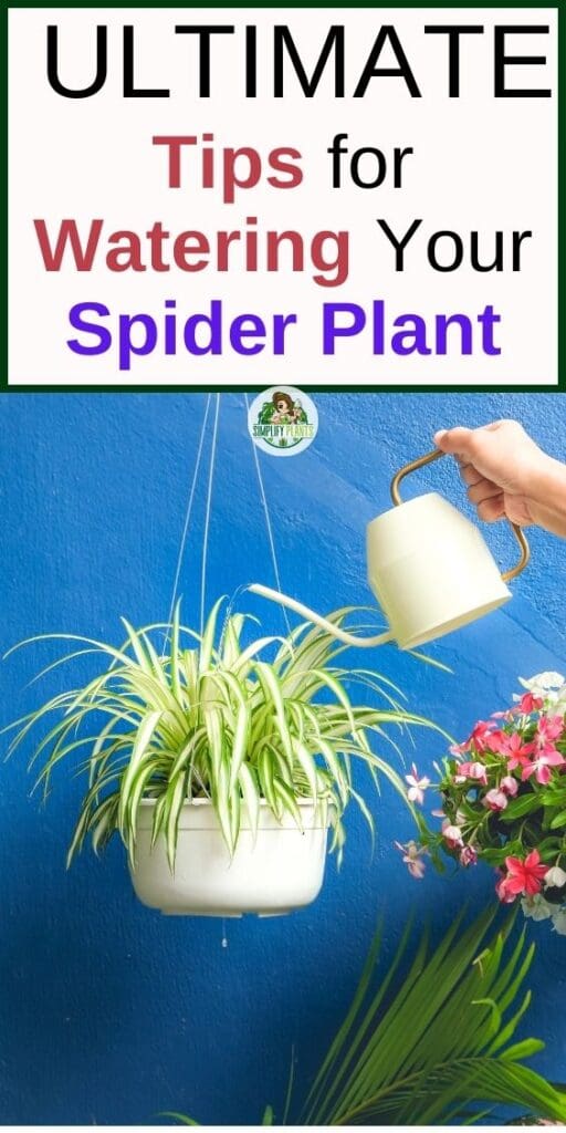 How Often Do You Water Spider Plants Watering RequirementsTips Simplify Plants