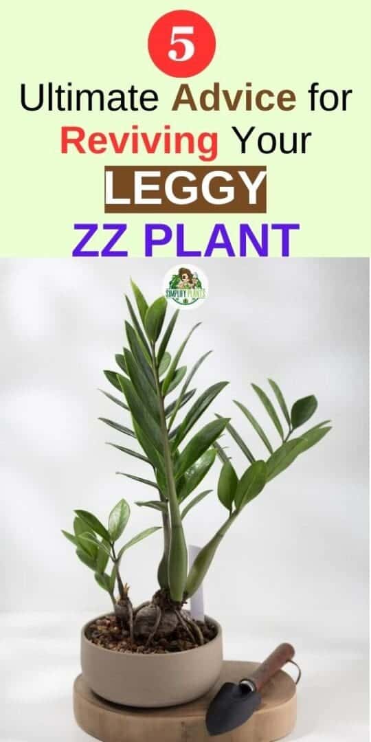 How To Fix A Leggy ZZ Plant? (5 Causes & What To Do) » Simplify Plants
