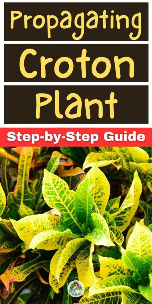 How To Propagate Croton Plant A Step by Step Guide Simplify Plants