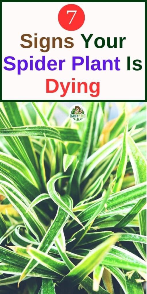 How To Tell If Your Spider Plant Is Dying 7 SignsCauses Simplify Plants