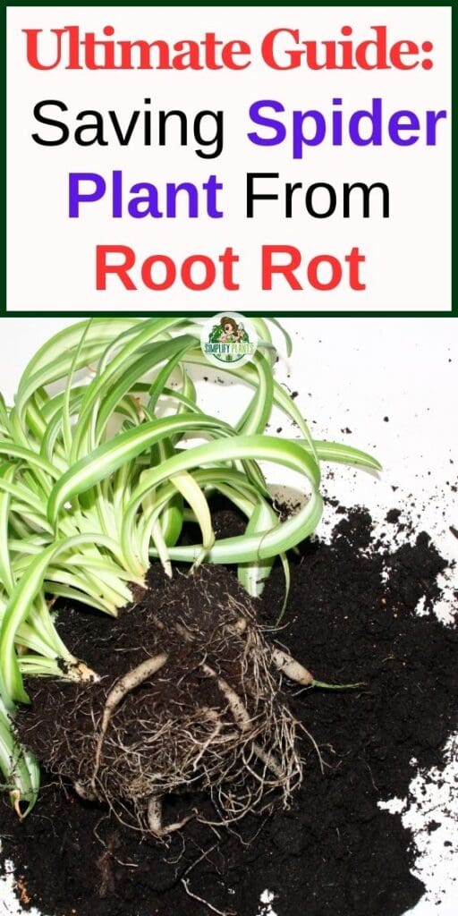 Root Rot In Spider Plant Signs Causes How To Save Simplify Plants