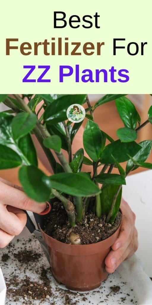 Should I Fertilize ZZ Plant How OftenBest Fertilizer Simplify Plants