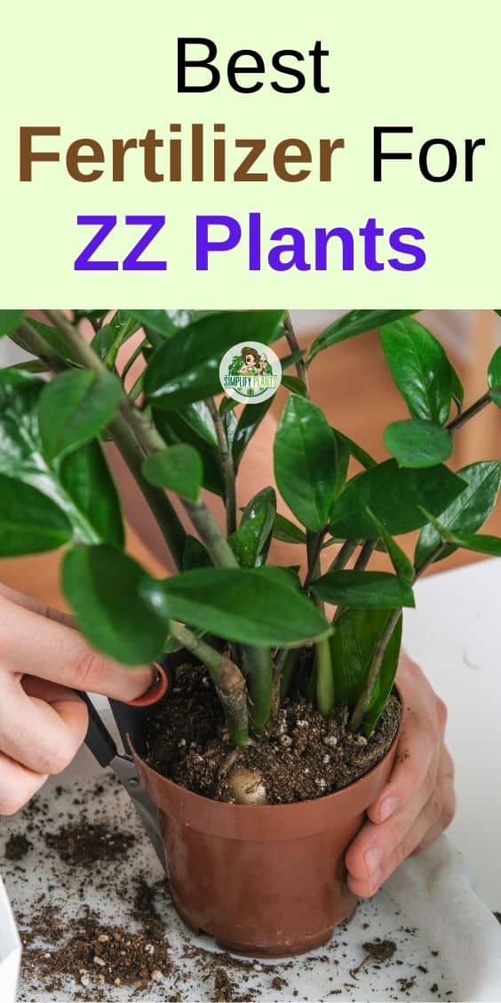 Should I Fertilize ZZ Plant? (How Often+Best Fertilizer) » Simplify Plants