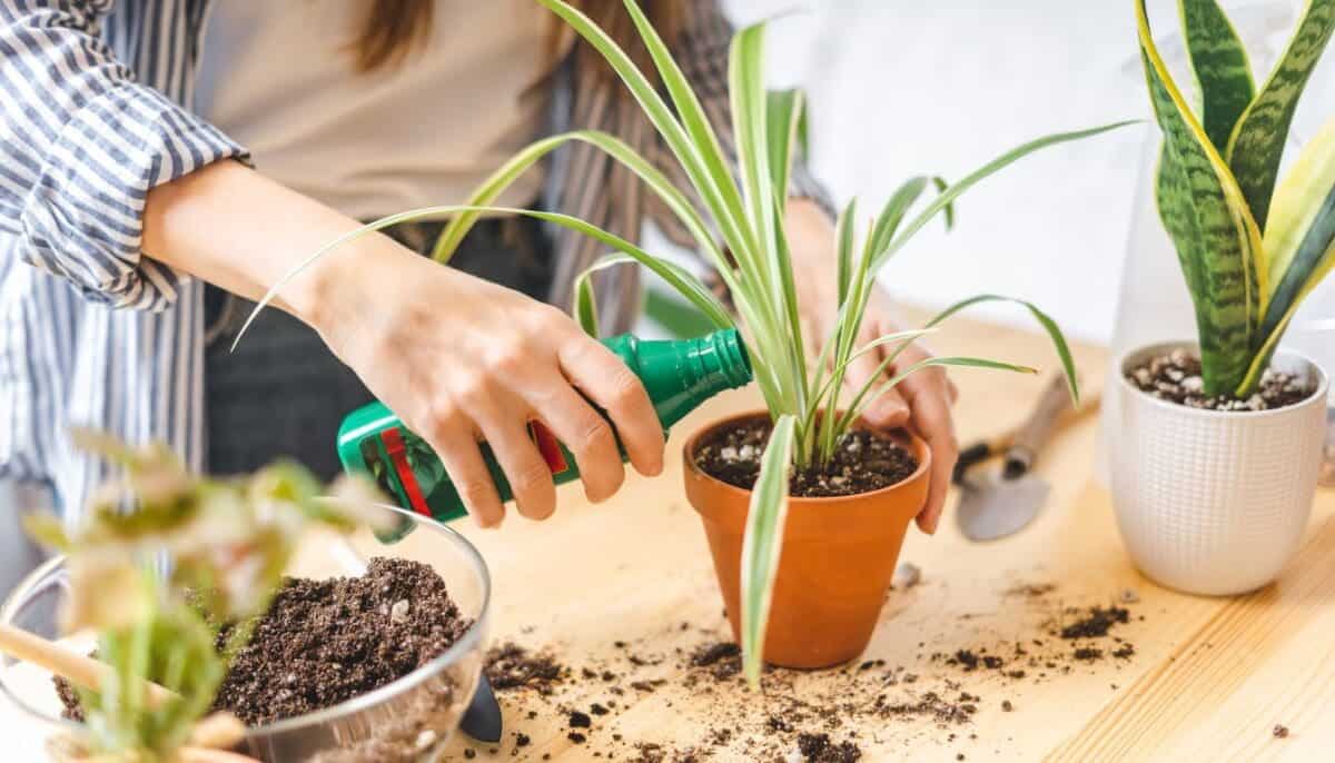 9 Reasons Why Your Spider Plant Is Not Producing Babies What To Do 9-reasons-why-your-spider-plant-is-not-producing-babies-what-to-do