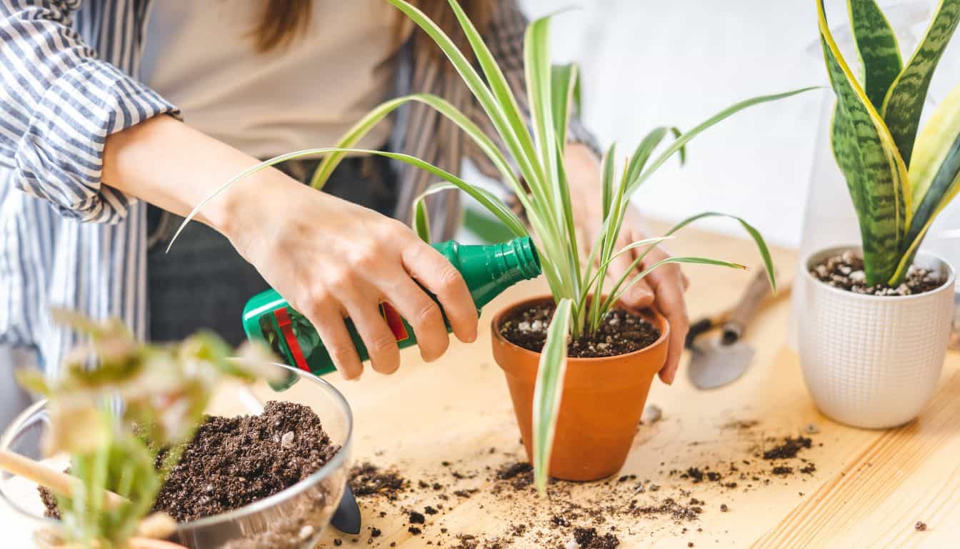 Best Fertilizer For Spider Plants What Type, How Much, How Often