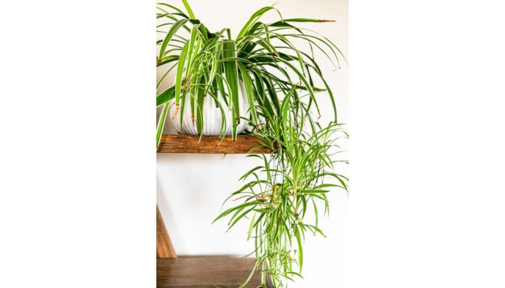 Spider plantChlorophytum comosum babies 2