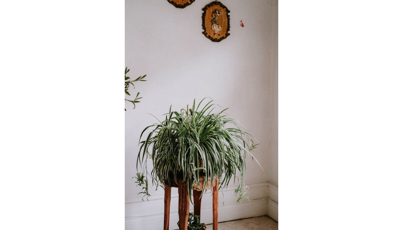 9 Reasons Why Your Spider Plant Is Not Producing Babies(+What To Do ...