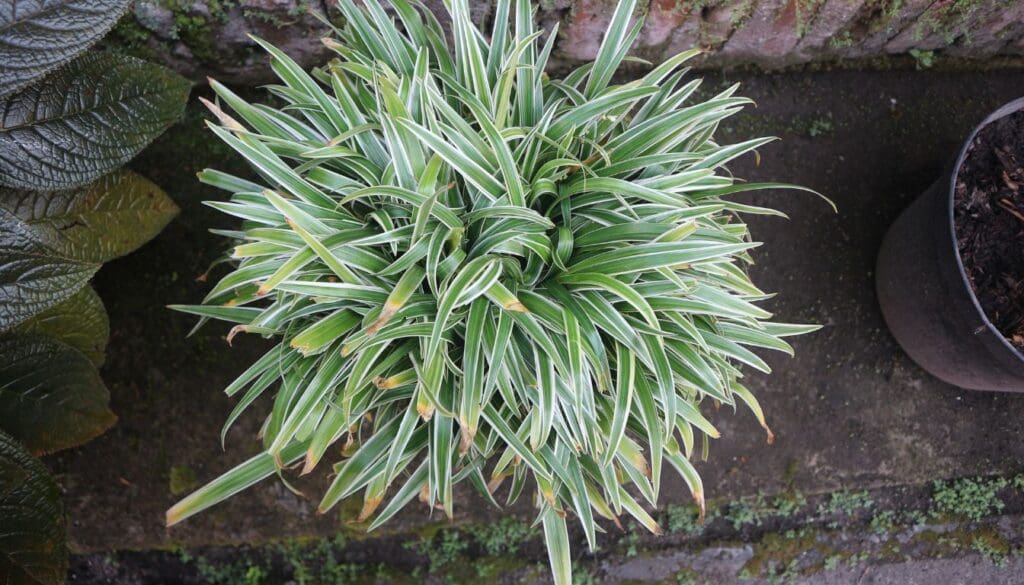 Spider plantChlorophytum comosum brown tips 2