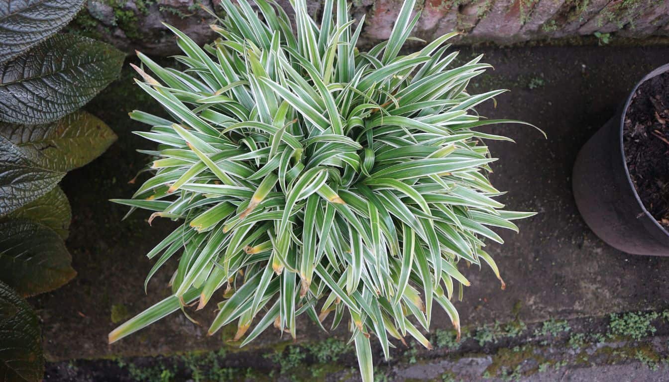 7 Reasons Why Your Spider Plant Is Turning Yellow? (+What To Do