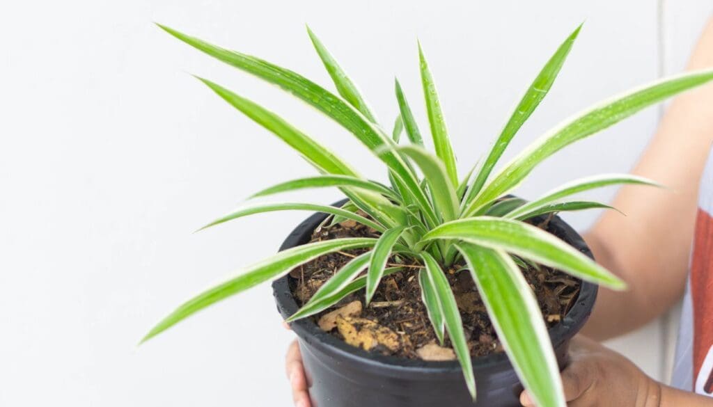 Spider plantChlorophytum comosum care