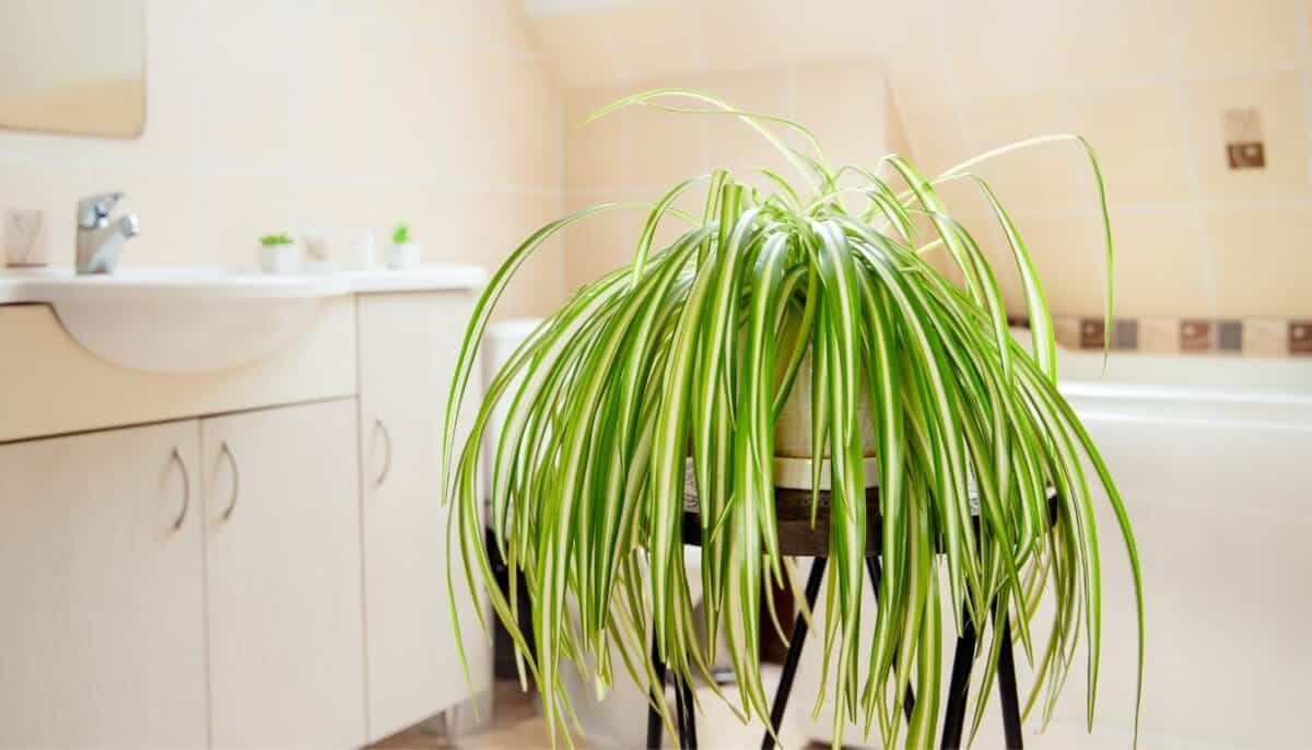 7 Signs Your Spider Plant Is Dying (+What To Do) » Simplify Plants