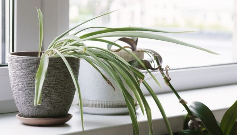 7 Signs Your Spider Plant Is Dying (+What To Do)