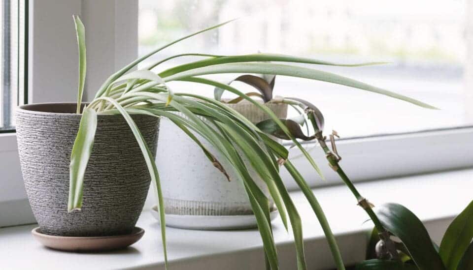 9 Reasons Why Your Spider Plant Is Not Producing Babies(+What To Do ...