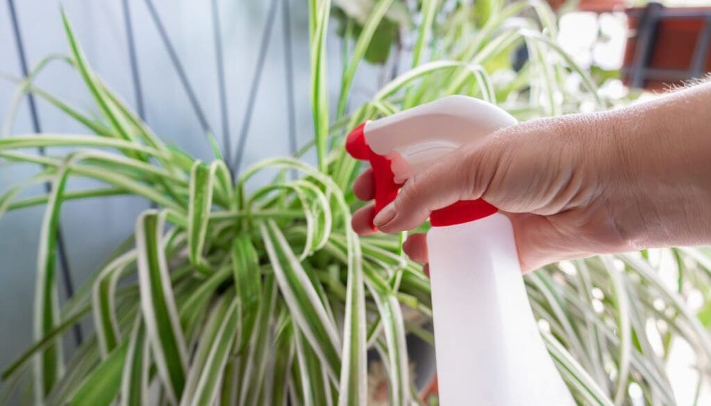 Spider plantChlorophytum comosum misting 3