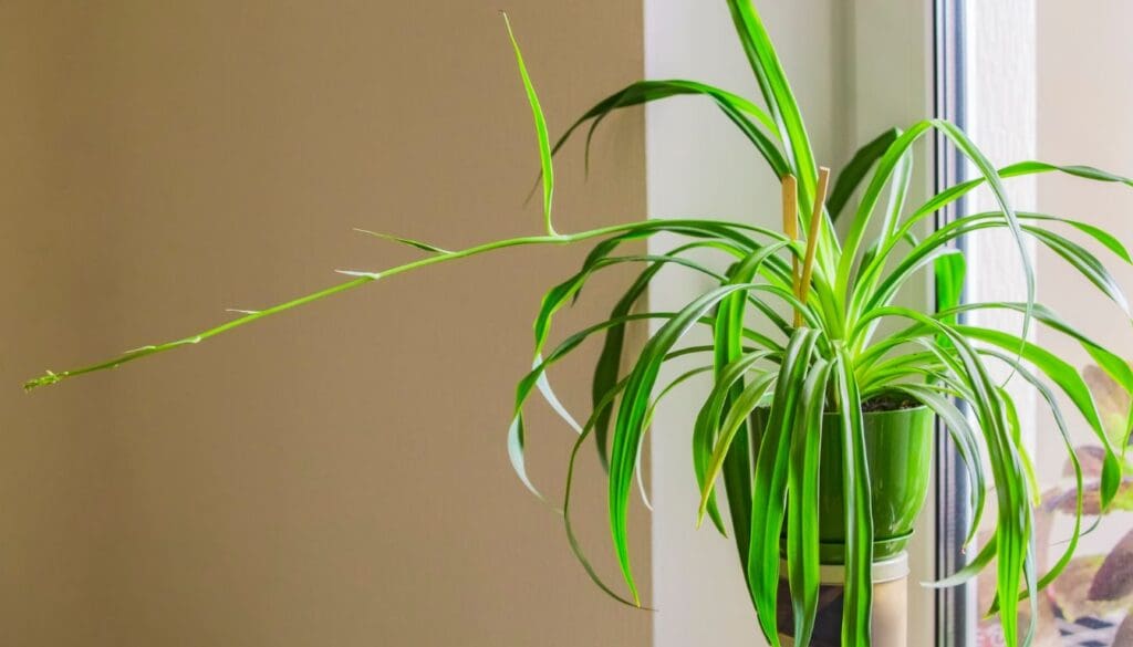 Spider plantChlorophytum comosum near bright window light