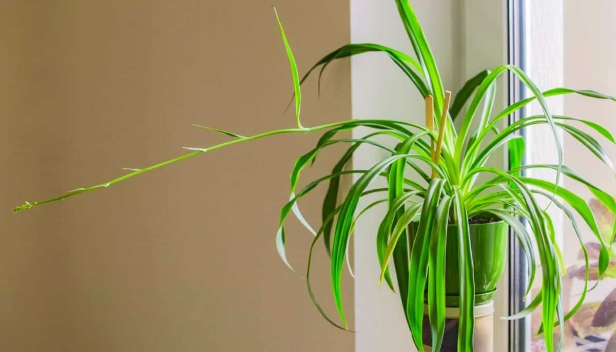 Spider Plant Light Requirements Direct Sun, Low Light, Bright Light