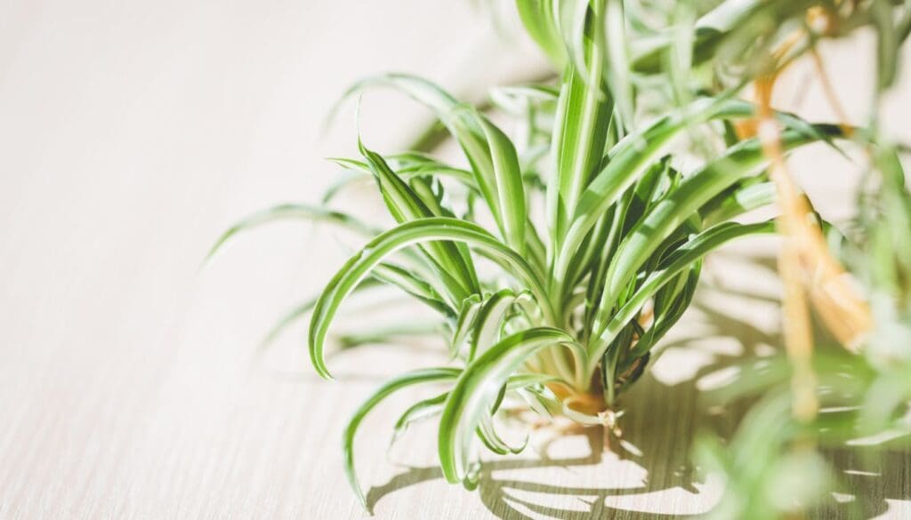 Spider plantChlorophytum comosum new babies