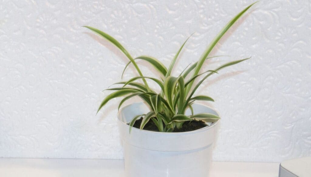 Spider plantChlorophytum comosum not growing 2