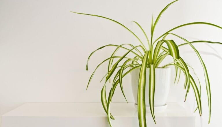 How To Take Care Of A Spider Plant In The Winter?