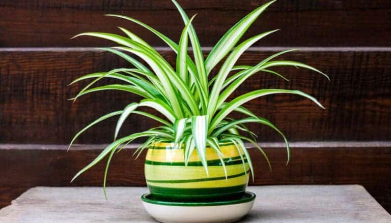 25 Best Plants for Your Kitchen