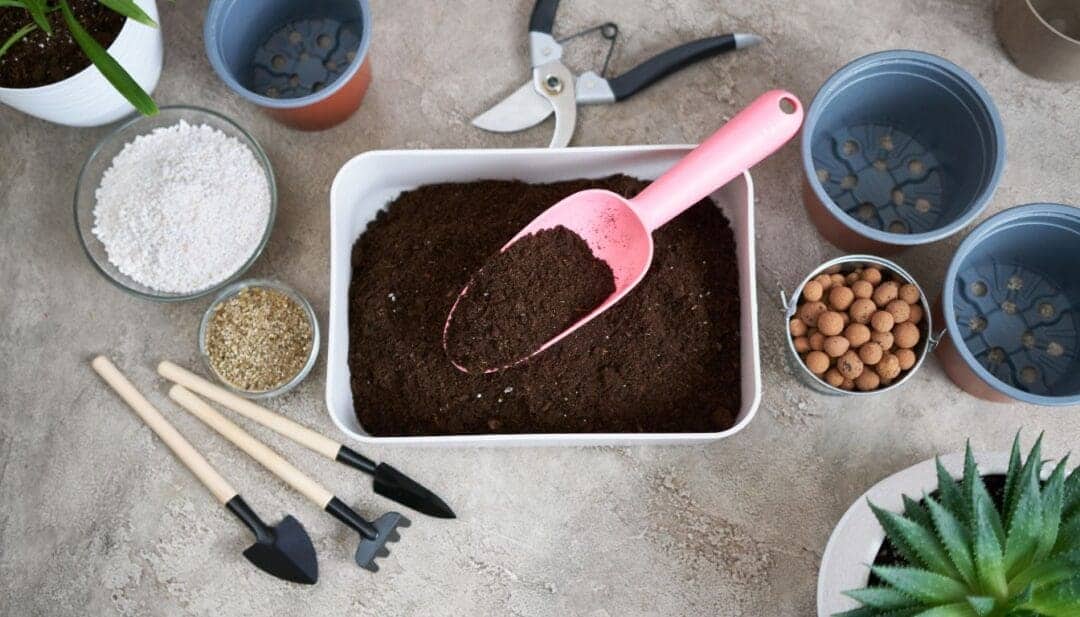 Does Spider Plant Like To Be Root Bound? (+When To Repot) » Simplify Plants