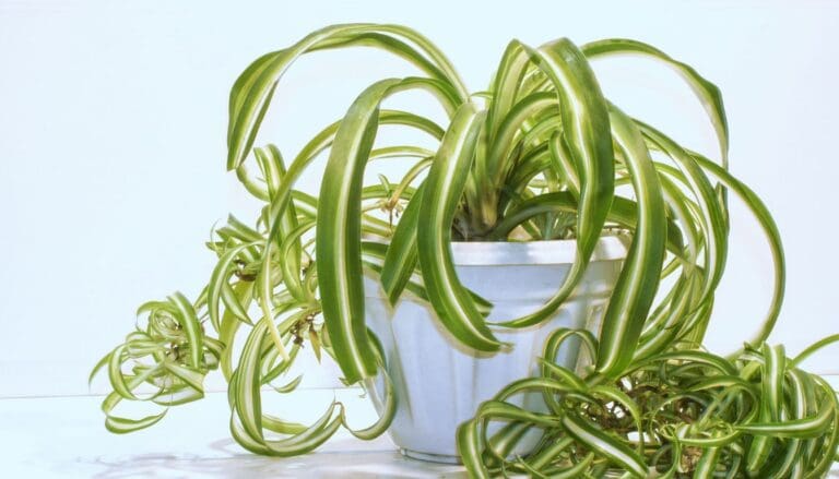 9 Reasons Why Your Spider Plant Is Not Producing Babies(+What To Do)