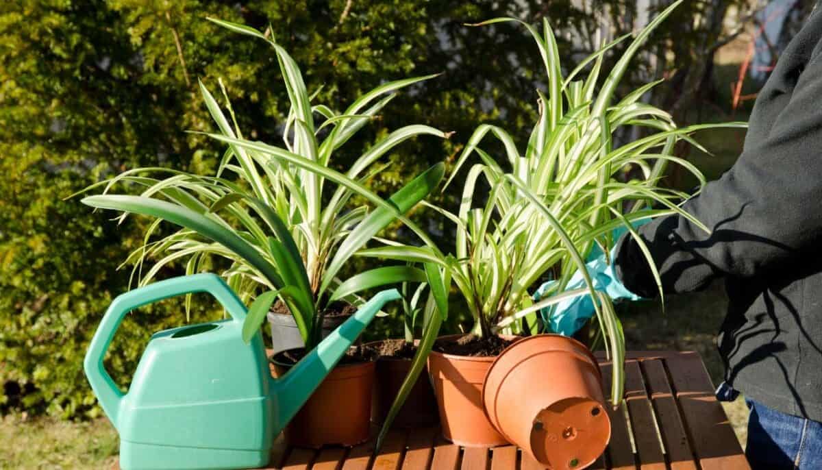 Spider Plant Light Requirements Direct Sun, Low Light, Bright Light