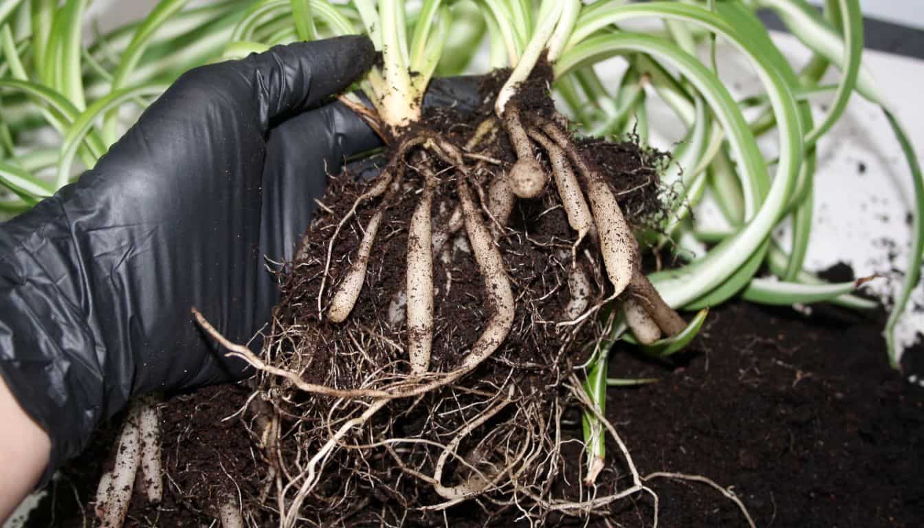 Does Spider Plant Like To Be Root Bound? (+When To Repot) » Simplify Plants