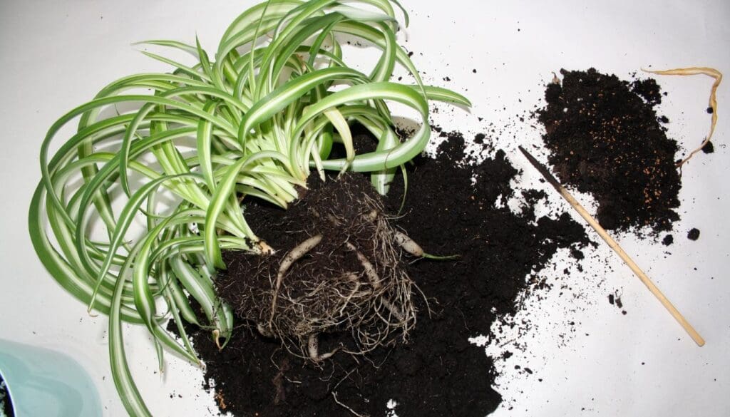 Spider plantChlorophytum comosum root rot
