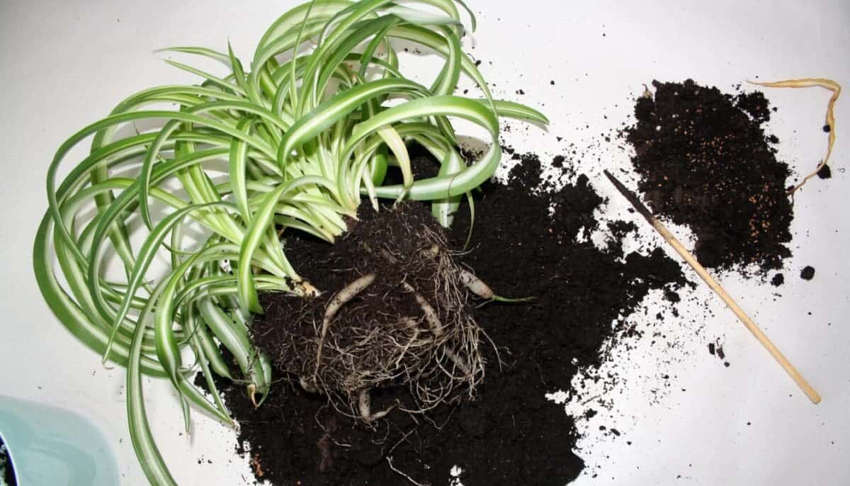 Spider Plant Care Guide: Easy Tips For Thriving Houseplants » Simplify ...